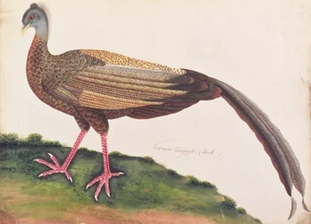 Großer Argus, aus Zeichnungen von Vögeln aus Malakka, ca. 1805-18
